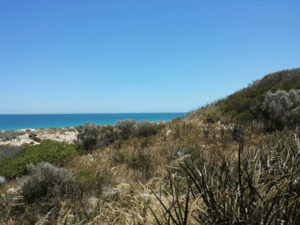 Real Tree Solutions - Arborist and tree surgeon - Perth, WA